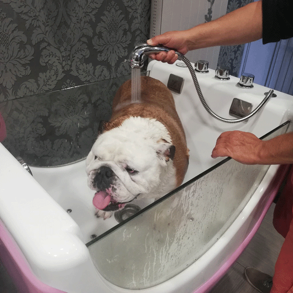 Balnéothérapie pour chien dans le Hainaut