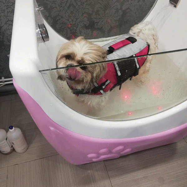 Balnéothérapie pour chien dans le Hainaut