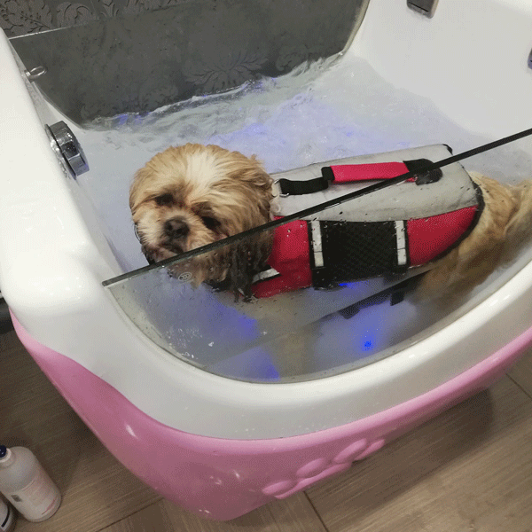 Balnéothérapie pour chien dans le Hainaut