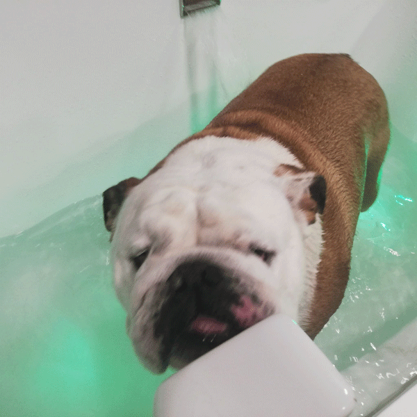 Balnéothérapie pour chien dans le Hainaut