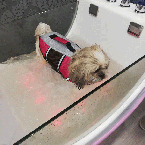 Balnéothérapie pour chien dans le Hainaut